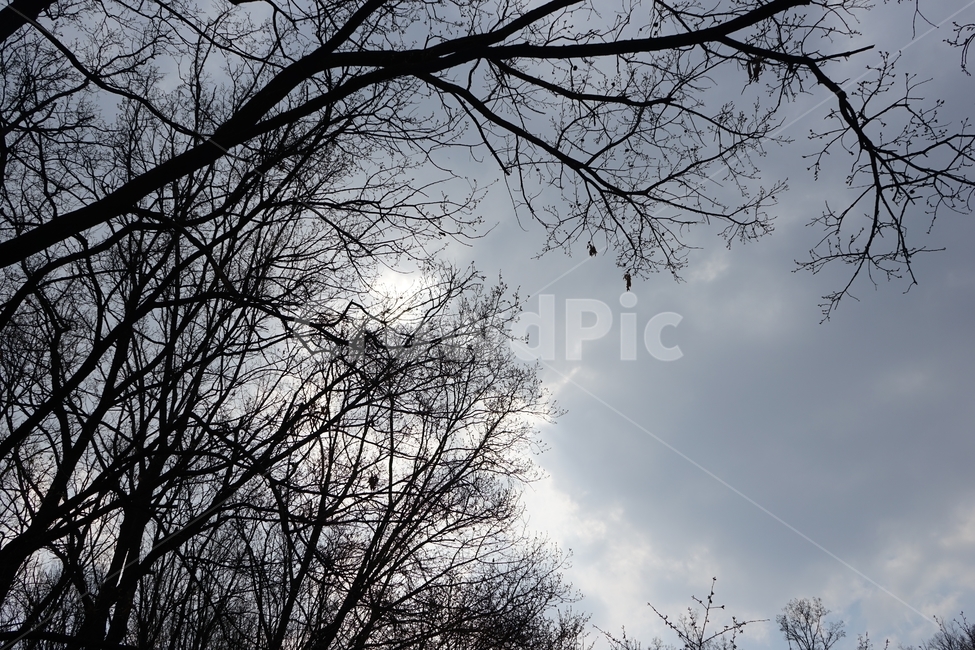 나무,나뭇잎,우울,외로움,하늘,구름,자연,tree,leaves,alone,lonely,sky,nature,실루엣,silhouette,loneliness,lonesomeness,자연,풍경,nature,landscape,나무,trees,wood,plant,식물