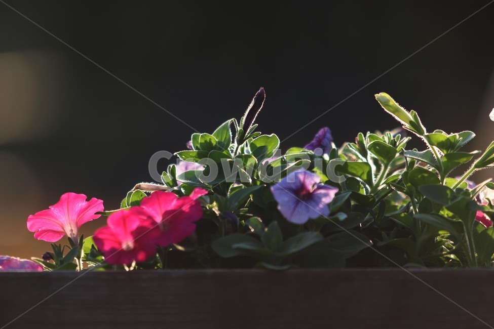 화분,plant,식물,flower,꽃,식물,자연,plants,nature,꽃,flower