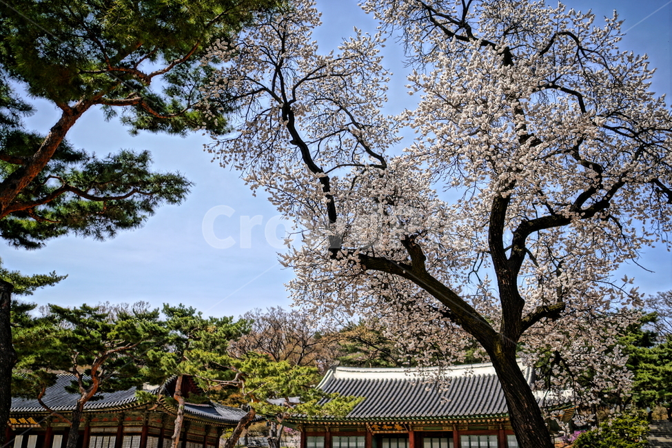 창경궁,서울,한국,벚꽃,매실나무,korea,대한민국,seoul,혜화,헤화역,혜화동,4월,april,봄,spring,봄꽃,풍경,landscape,조선,조선시대,조선왕조,궁전,궁궐,왕궁,나무,자연,nature,한옥,tree,palace,한국문화,한국전통,전통문화,전통,문화,한국적인,한국풍경,역사,히스토리,history,한국전통,한국문화,korean traditional,korean culture,식물,자연,plants,nature,꽃,flower,나무,trees,wood,건축물,건물외관,exterior,building,structure,architecture,construction