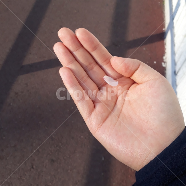 벚꽃,벚꽃엔딩,소원,꽃잎,손,봄,계절,spring,season,꽃,flower,hand
