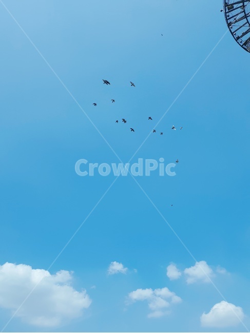 새,하늘,구름,맑음,배경,bird,sky