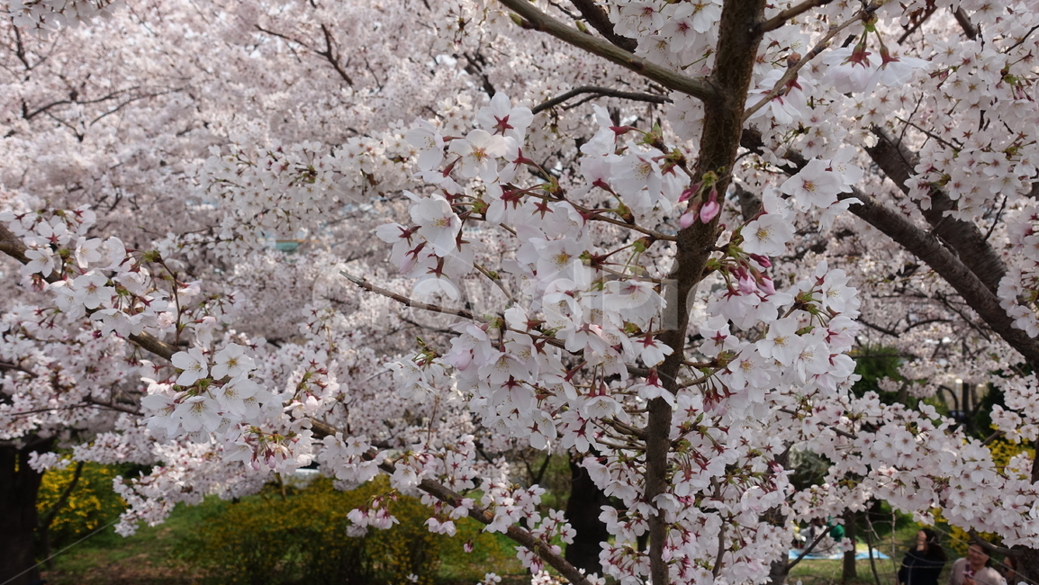 삼락강변,벚꽃,봄풍경,봄꽃,꽃,봄,계절,spring,season,식물,자연,plants,nature,꽃,flower,plant,blossom
