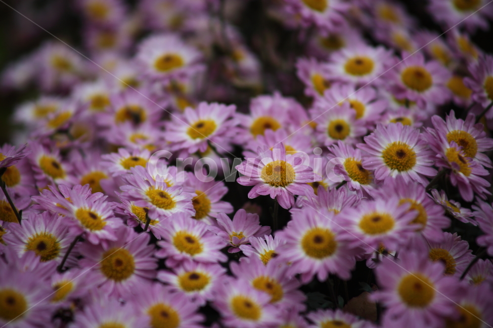 국화,식물,꽃,가을꽃,chrysanthemum,가을,계절,fall,autumn,season,식물,자연,plants,nature,꽃,flower,plant,blossom,daisy,데이지,daisies