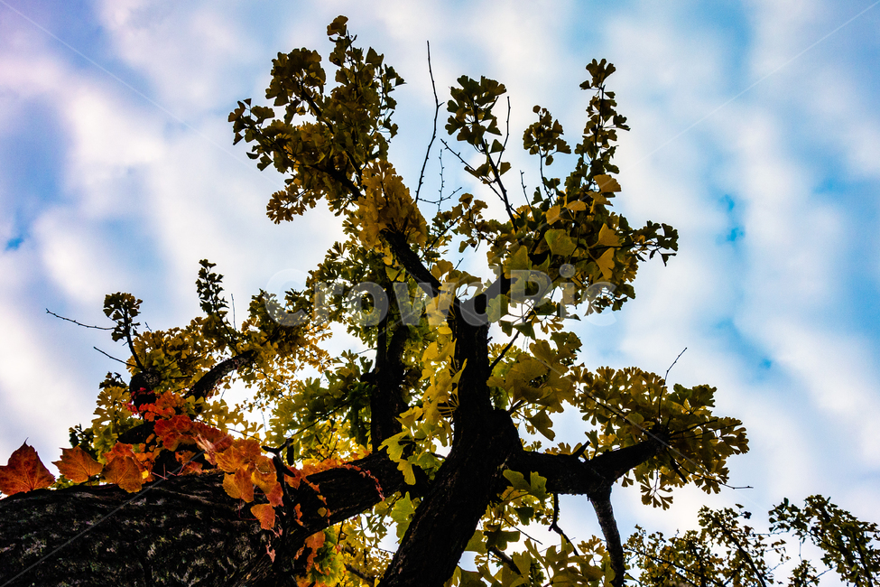 단풍,단풍나무,퇴색,낙엽,가을단풍,가을낙엽,식물,자연,plants,nature,나무,trees,wood