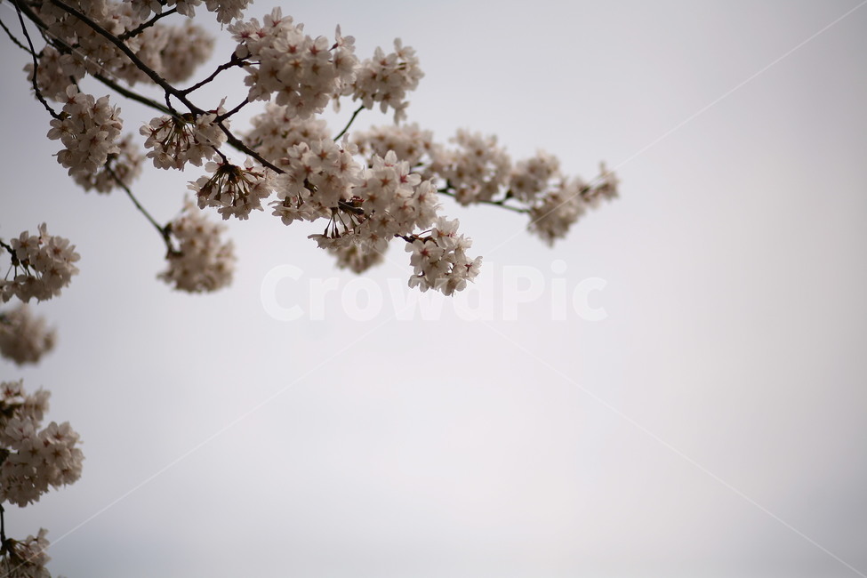 plant,식물,flower,꽃,blossom,벚꽃,봄,식물,자연,plants,nature,꽃,flower