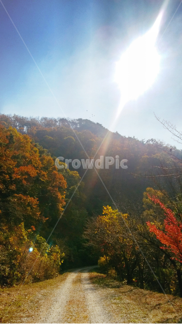 장태산,장태산임도,가을,임도,낙엽,산길,자전거,임도길,외로움,가을햇살