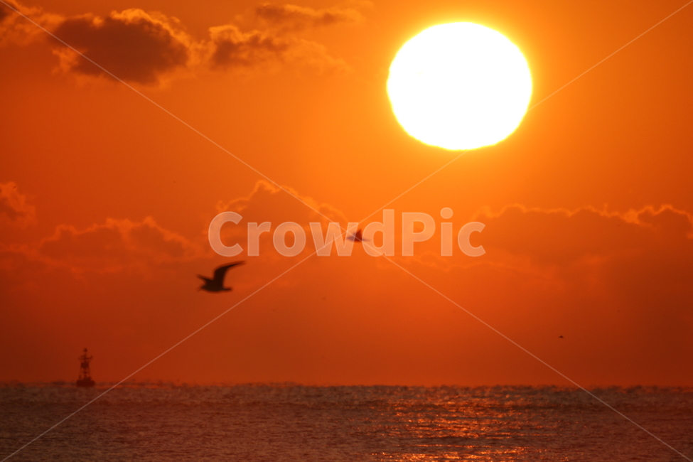 일출,바다,광안리,붉은태양,갈매기,실루엣,자연,풍경,nature,landscape,bird,새,animal,동물,sunlight,햇빛
