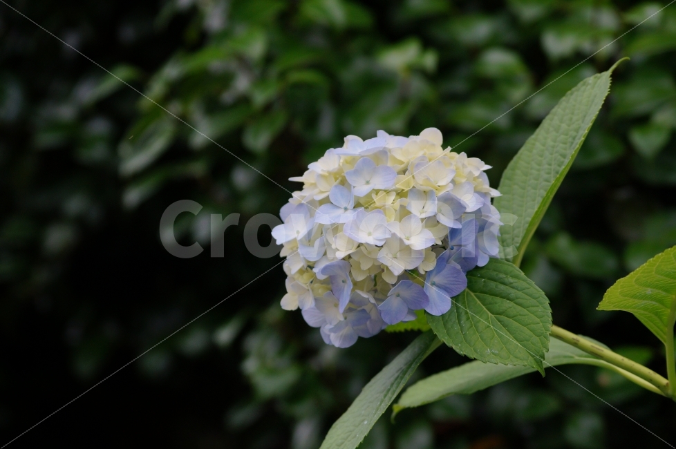 수국,거제수국,꽃,꽃사진,거제도,식물,자연,plants,nature,꽃,flower