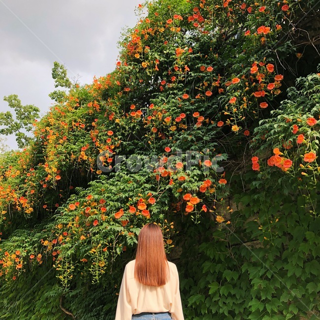 인물,뒷모습,여자,꽃,사람,꽃,flower,사람,인물,인간,human,person,여성,여자,woman,female,lady