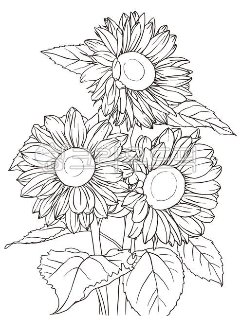 blossom,lineart,hand drawing,line drawing,leaf,sunflower,flower,handdrawing,linedrawing,line art,design,coloring,sketch