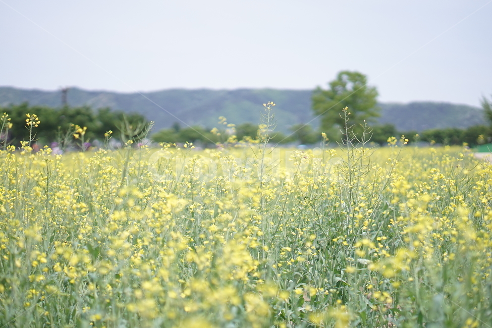 꽃,꽃밭,들판,노랑,하늘,flower,봄,계절,spring,season,자연,풍경,nature,landscape,식물,plants,꽃,flower,outdoors,옥외,grassland,목초지,field,들,farm,농장,rural,농촌