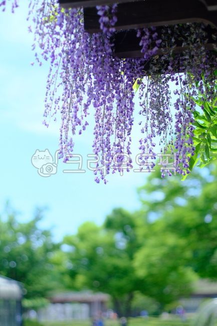 등나무,등나무꽃,꽃,flower,보라색,보라꽃,blossom