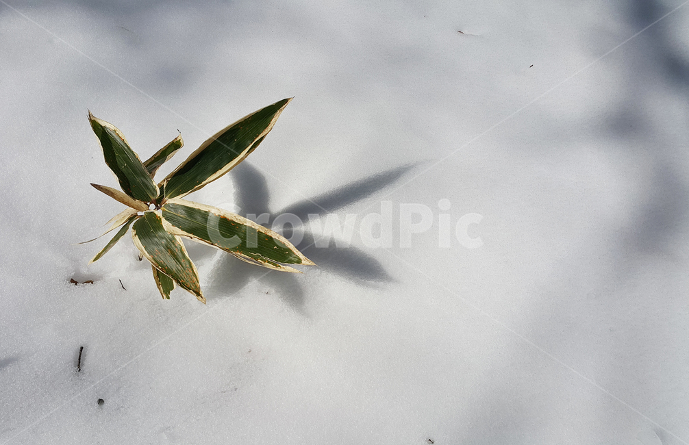 겨울,눈,나무,새싹,대나무,빛,그림자,식물,plant,leaf,잎,winter,snow,tree,light,shadow,겨울,계절,winter,season,식물,자연,plants,nature