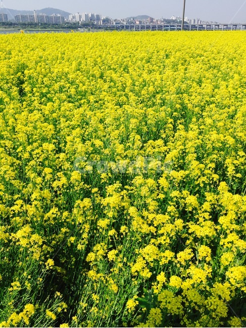 유채꽃,한강,꽃,꽃축제,유채,봄,계절,spring,season,자연,풍경,nature,landscape,식물,plants,꽃,flower,field,들,outdoors,옥외,grassland,목초지