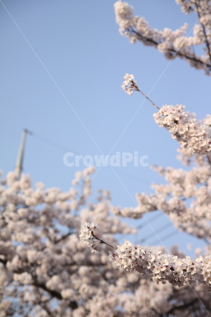 벚꽃,봄,꽃,하늘,벚꽃축제,풍경,분홍,봄,계절,spring,season,식물,자연,plants,nature,꽃,flower,plant,blossom