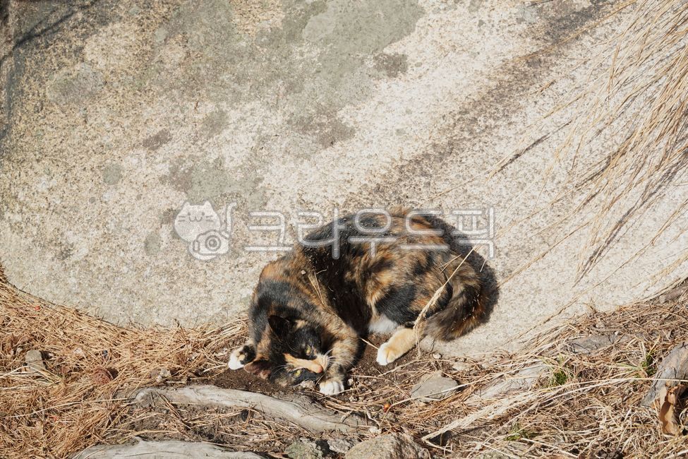 야생,고양이,카오스고양이,뒹굴기,목욕,야외,자연