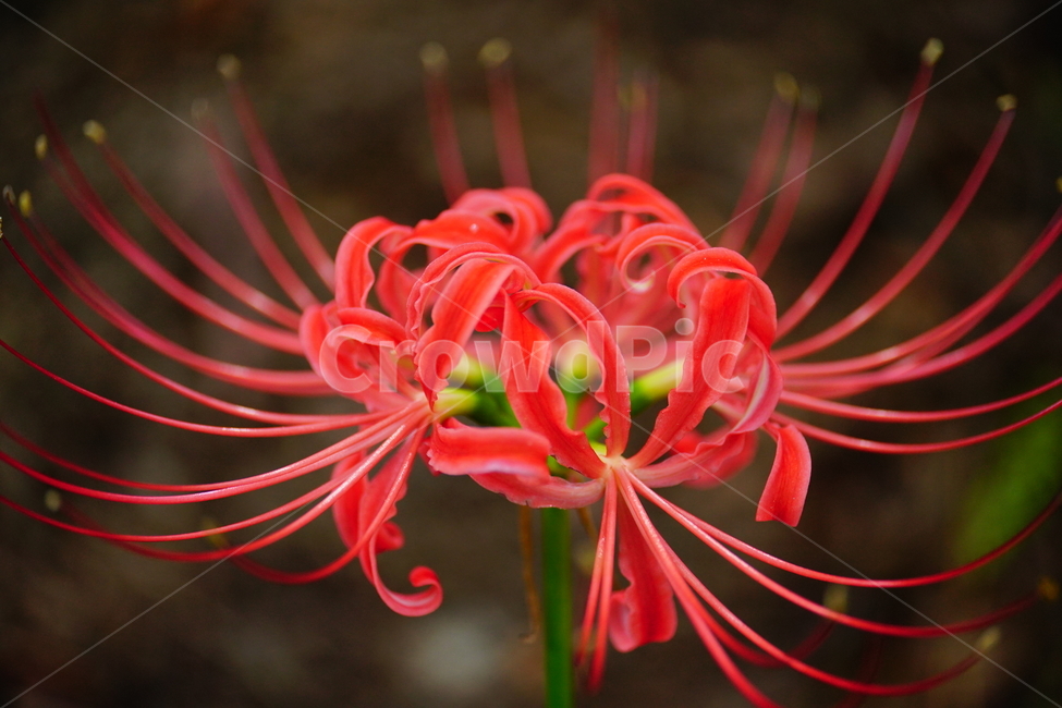 꽃무릇,꽃,식물,플라워,flower,자연,nature,plants,9월,가을,fall,autumn,september,꽃밭,화단,closeup,접사,매크로,마크로,macro,꽃사진,가을꽃,식물,자연,plants,nature,꽃,flower