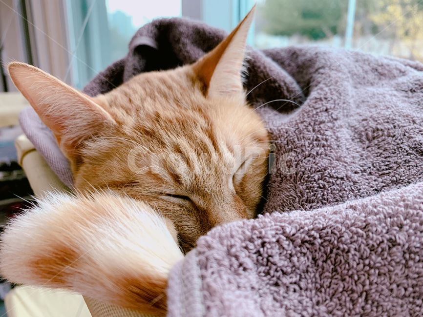 고양이,동물,오후,잠,애묘,동물,animal,포유류,mammal,고양이,cat,kitten,kitty