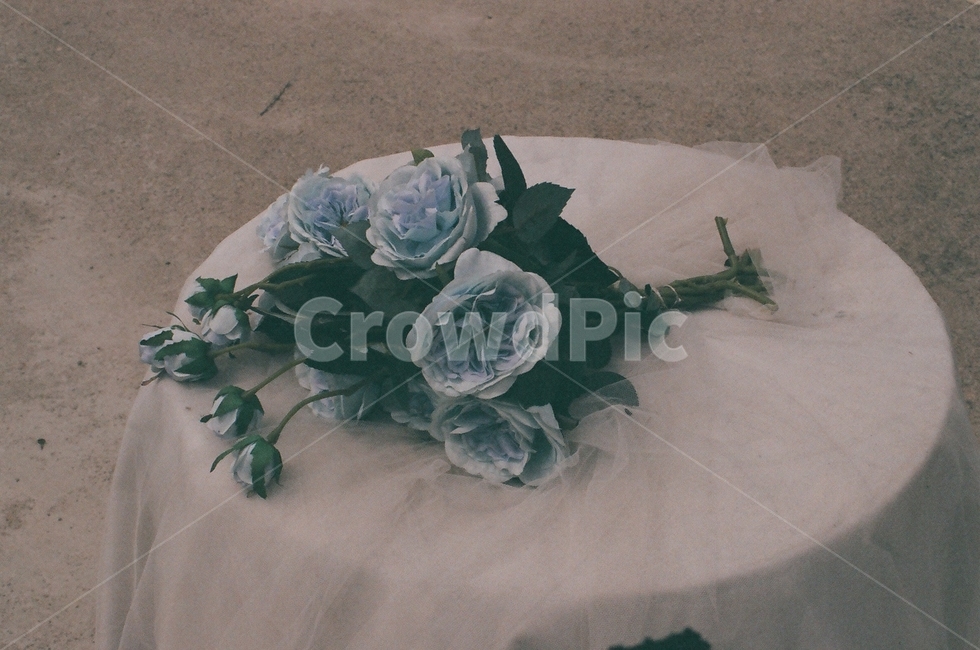 꽃,꽃다발,장미,용마랜드,용마공원,빈티지,식물,배경,flower,자연,분위기있는,소품