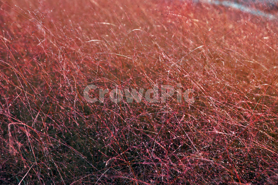 핑크뮬리,핑크색,계절,가을,뮬리,자연,가을,계절,fall,autumn,season,식물,자연,plants,nature,outdoors,옥외
