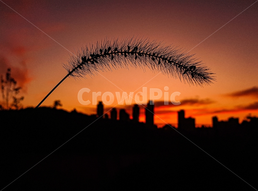 노을,하늘,풀,버들,grass,plant,식물,lawn,잔디,sky,붉은하늘,일몰