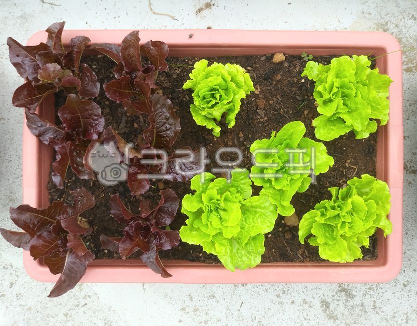 plant, 식물, 야채, 채소, 잎채소, 사진,이미지,일러스트,캘리그라피 - 치과원장작가