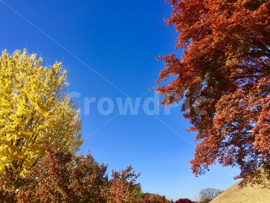 가을,가을하늘,단풍,은행,단풍과은행,가을,계절,fall,autumn,season,자연,풍경,nature,landscape,tree,나무,plant,식물,leaf,잎
