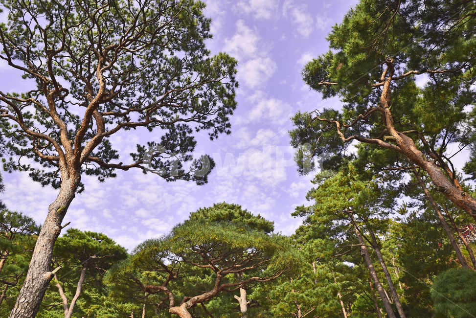소나무,화담숲,정원,가든,수목원,침엽수,상록수,파인트리,pinetree,forest,green,tree,plant,나무,식물,vegetation,초목,background,풍경,배경,백그라운드,한국자연경관,숲,그리너리,자연,네추럴,natural,환경,environment,healing,힐링,한국자연풍경,아웃도어,옥외,야외,outdoor,landscape,자연,풍경,nature,landscape