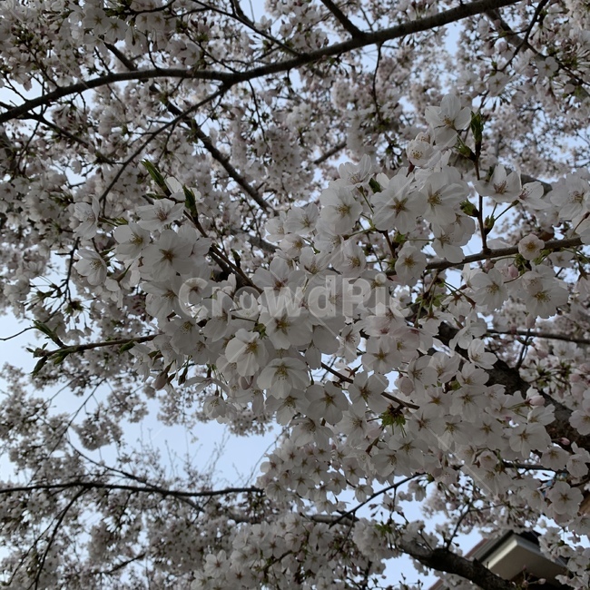 벚꽃,cherryblossom,나무,꽃,tree,식물,plant,blossom,flower