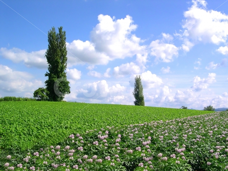 풍경,나무,배경,자연,백그라운드,빽그라운드,background,배경이미지,하늘,구름,포플러나무,밭,경작,경작지,논밭,농업,감자,감자꽃,감자밭,작물,농작물,시골,농촌,전원,자연,풍경,nature,landscape
