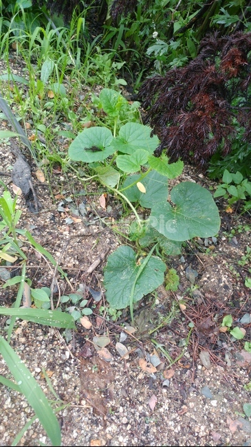 plant,식물,참외,덩쿨,줄기,잎,식물,자연,plants,nature