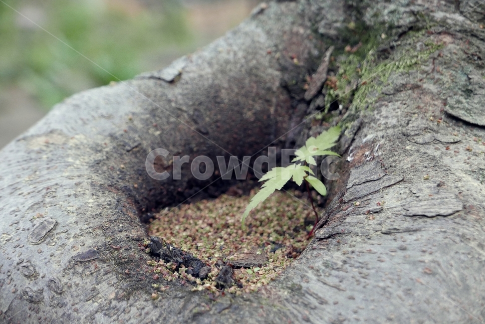 tree,나무,새순,나무잎,식물