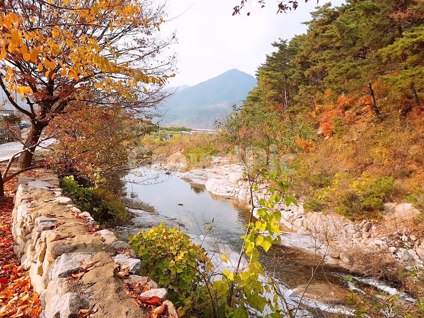 단풍,가울풍경,시냇물,절경,힐링,시골풍경,돌담,자연,단풍나무,가을,계절,fall,autumn,season,자연,풍경,nature,landscape,tree,나무,plant,식물,dirt road,흙길,road,도로,gravel,자갈,outdoors,옥외