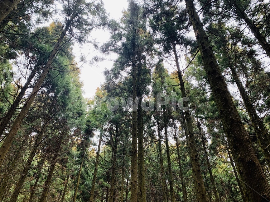 제주도,사려니숲,나무,숲,식물,tree,plant,초록색,green,자연,풍경,nature,landscape