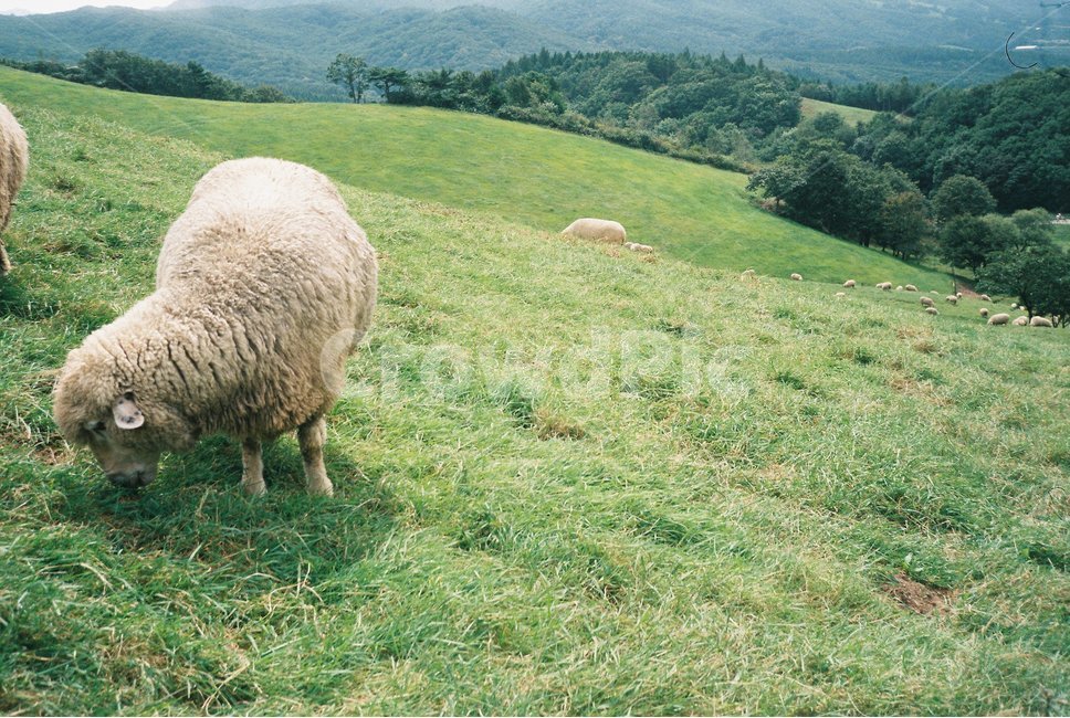 양떼목장,대관령,초원,양떼,양,잔디밭,풀밭,자연,초록,동물,animal,포유류,mammal