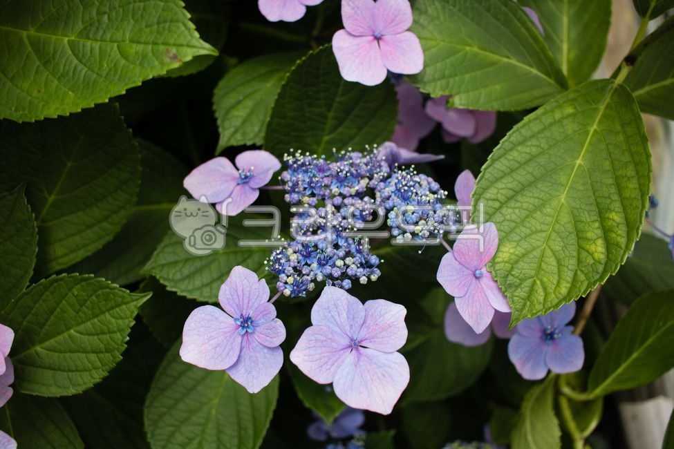 연보라꽃,수국,식물,flower,꽃,blossom