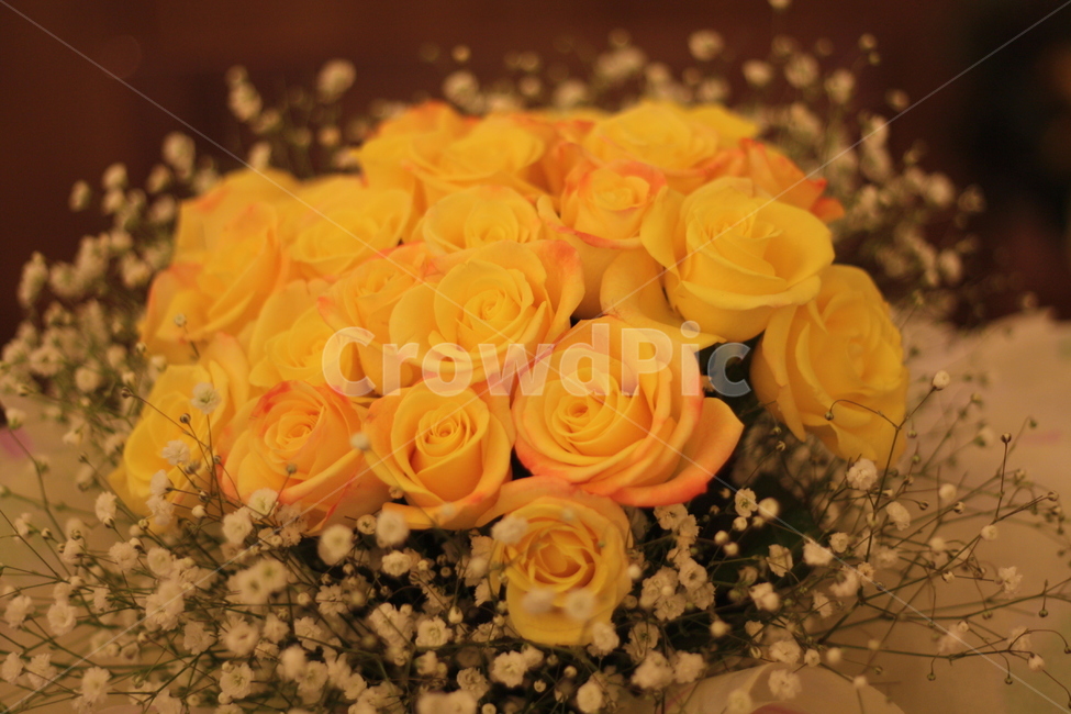 노란장미,노랑장미,장미꽃,노란장미꽃,yellowrose,장미꽃다발,노란장미꽃다발,안개꽃,꽃다발