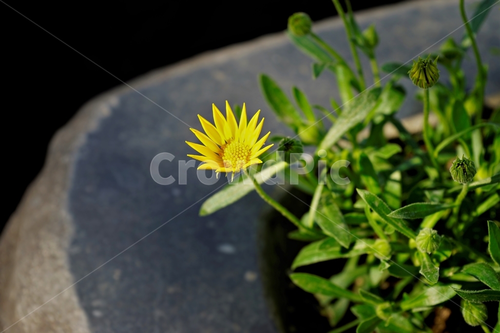 bloom,colorful,floral,flower,gardenflowers,happymind,life,nature,plant,spring,봄,정원,가드닝,원예,원예식물,화려,식물,꽃,garden,scent,healing,노랑,yellow