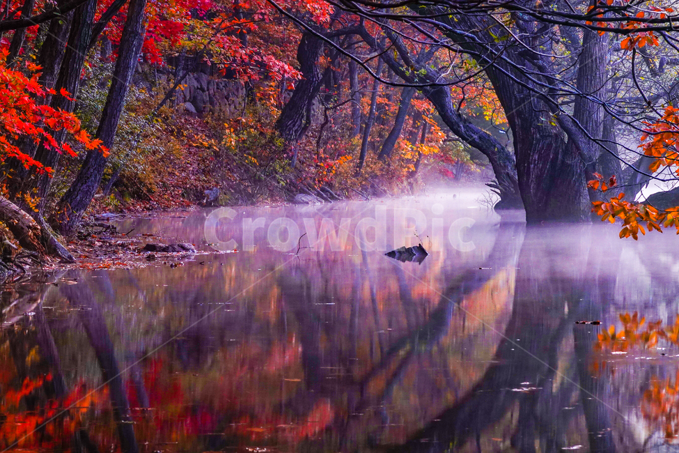 주산지,청송,반영,아침,물안개,가을,가을,계절,fall,autumn,season