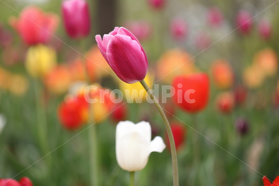 꽃,튤립,꽃밭,봄,계절,자연,색깔,tulips,flower,nature,season,spring,park,field,colors,colorful