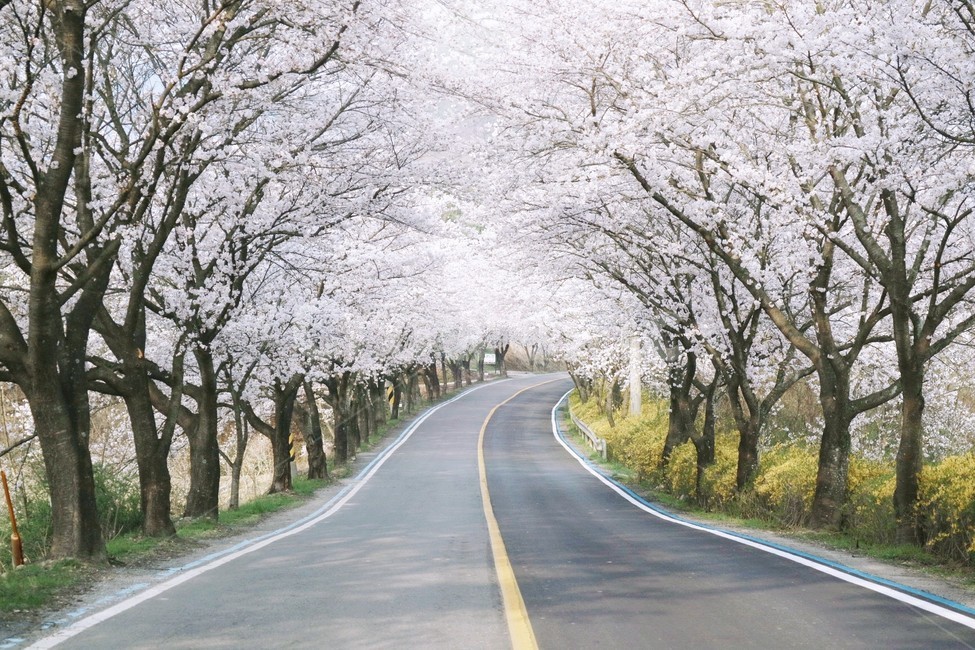 봄,꽃,벚꽃,spring,flower,cherryblossom,길,도로,벚꽃길,십리벚꽃길,봄,계절,spring,season,자연,풍경,nature,landscape,road,freeway,고속 도로,highway,고속도로,asphalt,아스팔트,plant,식물