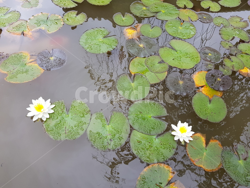 수련,수련꽃,꽃말청순한마음,nymphaeatetragona,여름꽃,잠자는연꽃,비오는날수련,연못수련,꽃