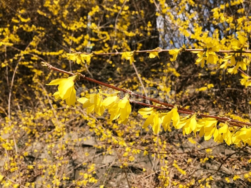 개나리,꽃,노랑,노란색,노랑색,봄,봄꽃,나뭇가지,나무,꽃놀이,꽃구경,yellow,korean,flower,forsythia,plant,flora,spring,nature,bush,tree,outdoor,floral,color,bloom,garden,season,natural,blooming,outdoors,beautiful,colorful,korea,view,blossom,floristic,asia,leaf,beauty,blooms,plants,봄,계절,spring,season,식물,자연,plants,nature,꽃,flower,잎,animal,동물,invertebrate,무척추 동물,insect,곤충
