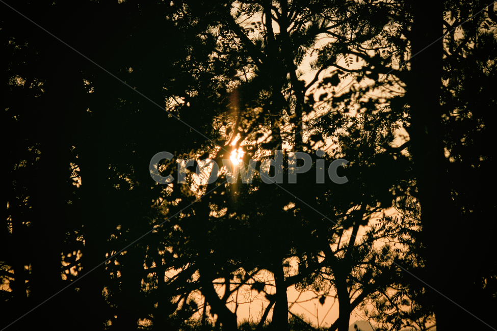 자연,풍경,숲,나무,실루엣,그림자,태양,햇빛,빛,sun,sunlight,light,shadow,silhouette,tree,forest,nature,landscape,식물,plant,식물,자연,plants,nature,나무,trees,wood,실루엣,그림자,silhouette,shadow