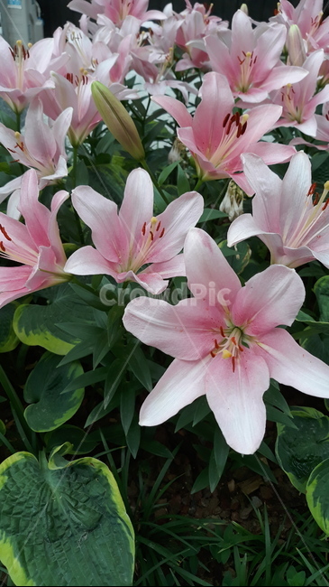 식물,꽃,나리꽃,분홍색,꽃무리,flower,blossom,plant,식물,자연,plants,nature,꽃,flower