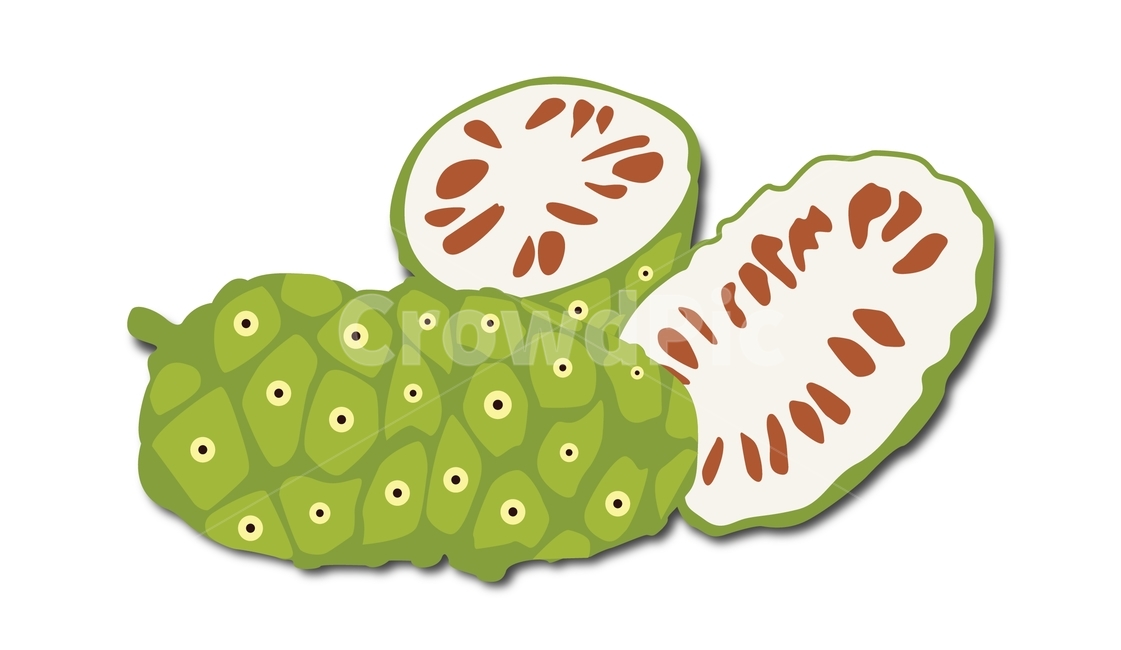 노니,noni,열매,열대식물,식품,그래픽,일러스트레이션,graphic,illustration