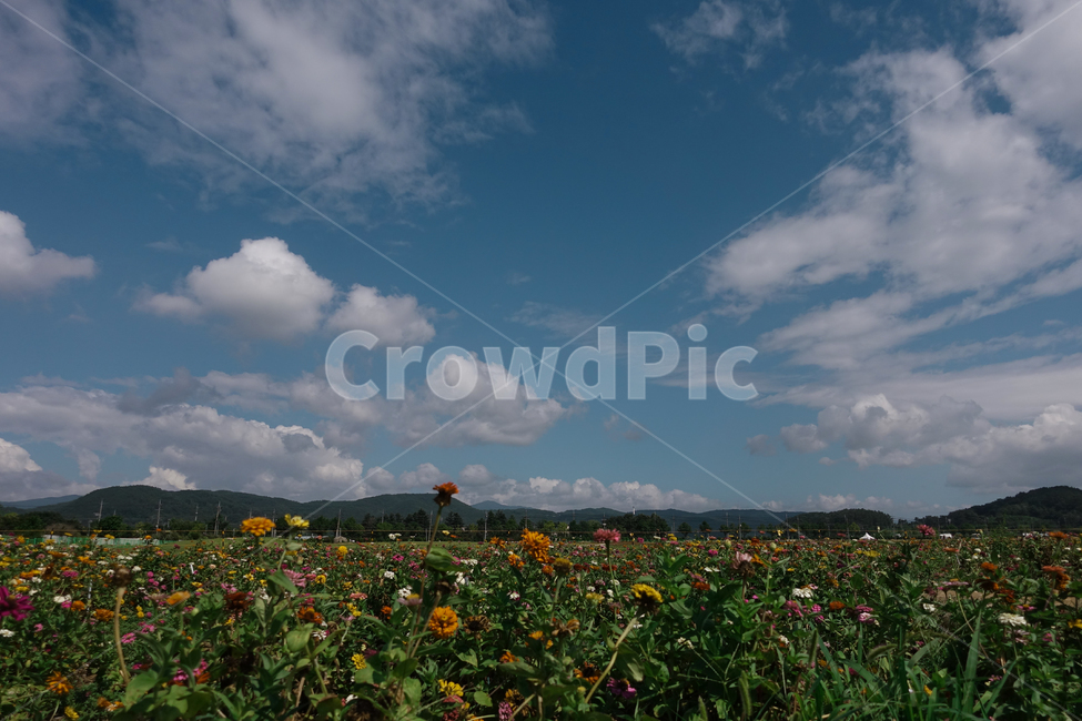 하늘,구름,여름,꽃,자연,감성,자연,풍경,nature,landscape,outdoors,옥외,field,들,grassland,목초지
