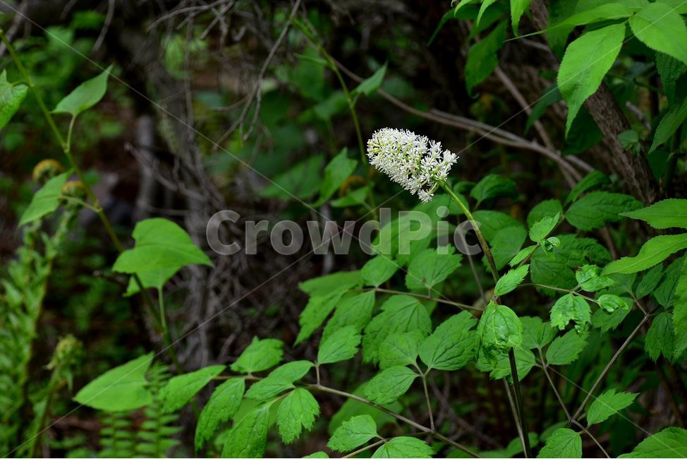 노루삼,야생화,꽃,식물,자연,생태,플라워,flower,plants,nature,식물,자연,plants,nature,꽃,flower