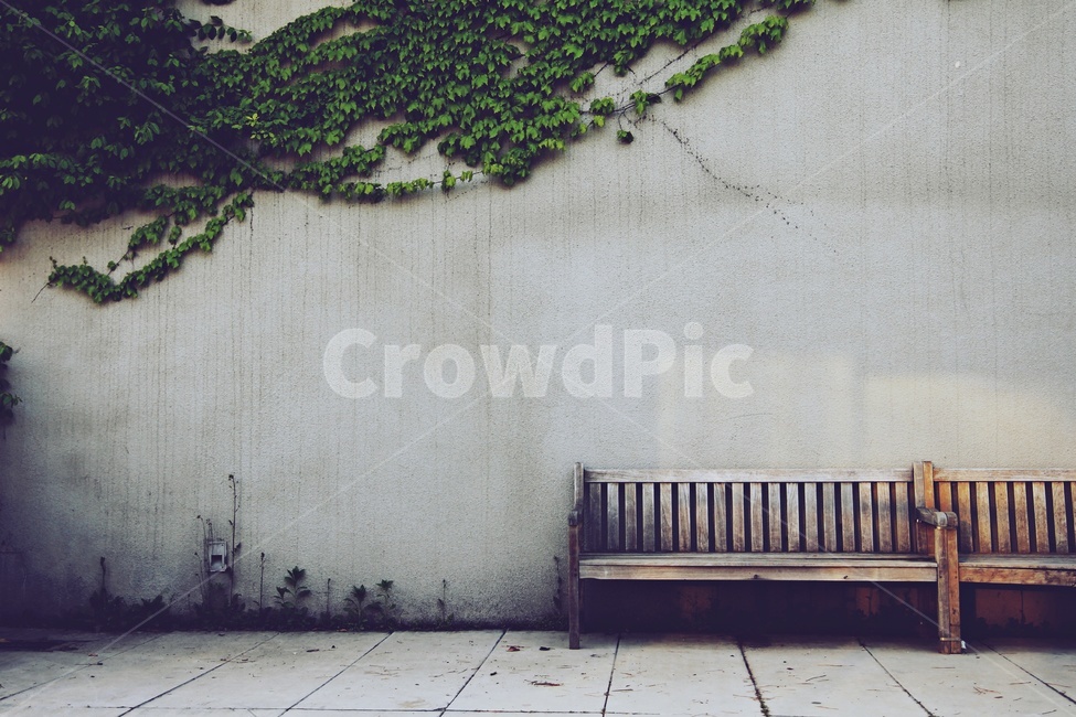 벤치,덩굴,나무벤치,회색벽,vines,wall,bench,wood,gray,자연,풍경,nature,landscape,감성,sensible,feeling,사물,물건,오브젝트,thing,object,matter