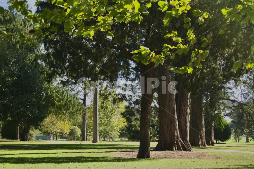나무,여름,푸름,초록분위기,나무길,초록색,tree,summer